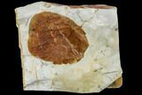 Fossil Leaf (Zizyphoides) - Montana #113245-1
